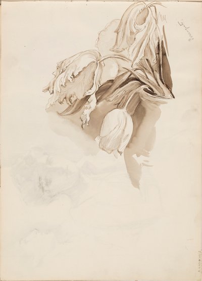 Tulipes - Albert Edelfelt