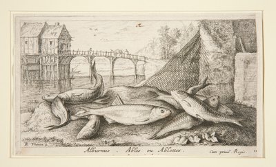 Alburnus. Ables ou Ablettes - Albert Flamen
