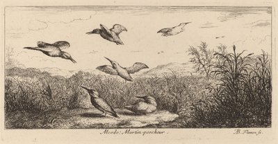 Alcedo, le martin-pêcheur - Albert Flamen