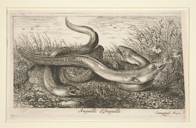 Anguilla. L - Albert Flamen