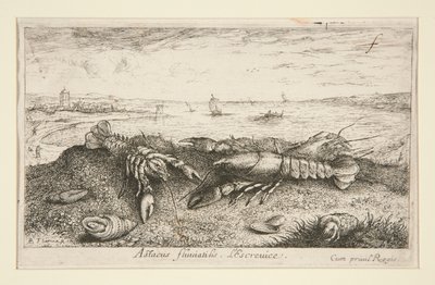 Astacus fluriatilis. L - Albert Flamen