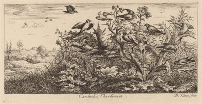 Carduelis, le chardonneret - Albert Flamen