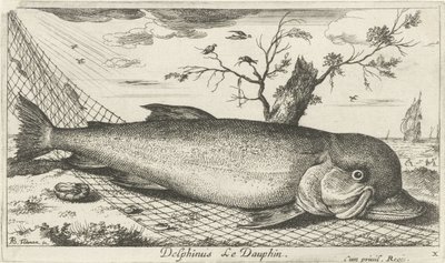 Dauphin dans un filet de pêche - Albert Flamen