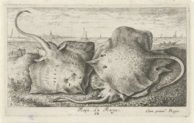 Trois raies sur la plage - Albert Flamen