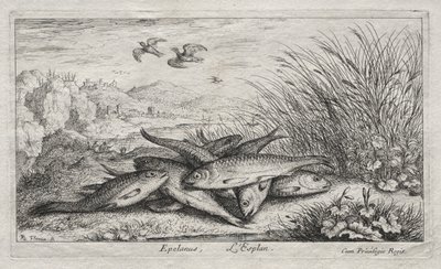 Poissons d