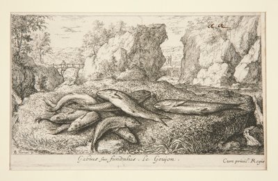 Gabius ou goujon - Albert Flamen