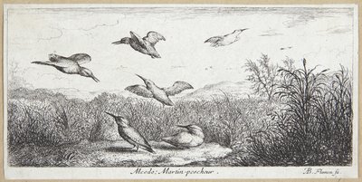 Le martin-pêcheur (Alcedo) - Albert Flamen
