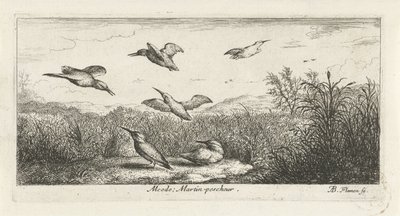 Paysage avec martins-pêcheurs (Alcedo; Martin-pescheur, Vogelboek, Livre d