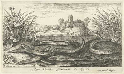 Goujons sur une rive - Albert Flamen