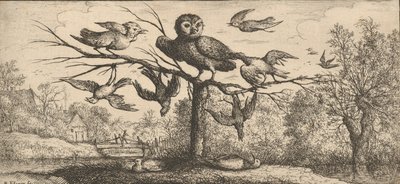Monedula, Chouette : Livre d