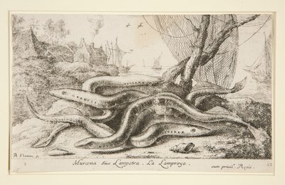 Muraena siue Lampetra. La Lamproie - Albert Flamen