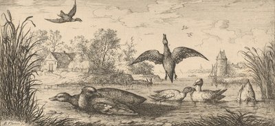 Querquedula, Cercelle Le Sarcelle: Livre d