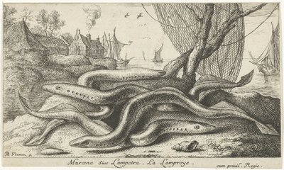 Lamproies de rivière sur une rive - Albert Flamen