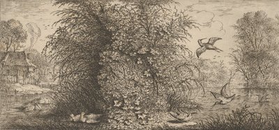Rusticula minor, Bécassine Le Bécasseau : Livre d