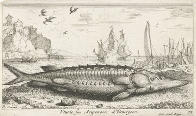 Esturgeon sur la plage - Albert Flamen