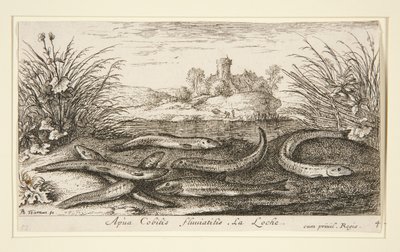 Le vairon, de la deuxième partie de la série Poissons d