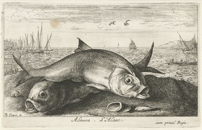 Deux aloses sur la plage (Poissons de mer) - Albert Flamen