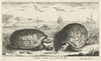 Deux tortues sur la plage - Albert Flamen