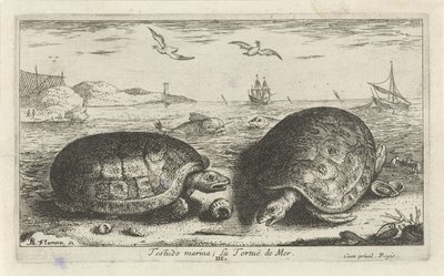 Deux tortues sur la plage (Testudo marina; La Tortuë de Mer) (Vissen en andere zeedieren - zoutwater tweede reeks, Poissons de mer) - Albert Flamen