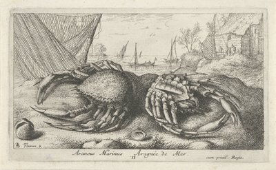 Deux crabes-araignées près d