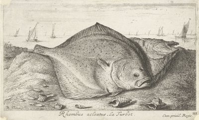 Deux turbots sur la plage (Rhombus acleatus. Le Turbot.) (Vissen en andere zeedieren - zoutwater derde reeks, Poissons de mer) - Albert Flamen