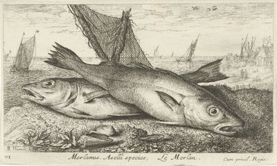Deux merlans sur la plage (Merlanus. Aselli species, Le merlan) - Albert Flamen