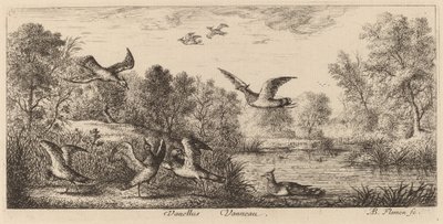 Vanellus, Le Vanneau - Albert Flamen