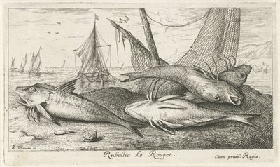 Quatre rougets sur la plage (Rubellio Le Rouget.) (Vissen en andere zeedieren - zoutwater tweede reeks, Poissons de mer) - Albert Flamen