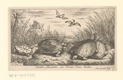 Quatre tortues d