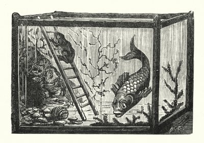Poisson et grenouille dans un aquarium (gravure) - Albert Robida