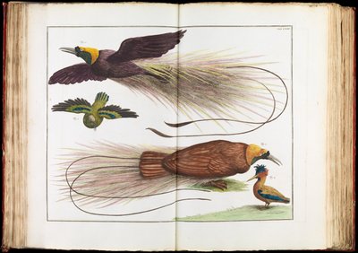 Oiseaux de Paradis, Paradisaeidae - Albertus Seba