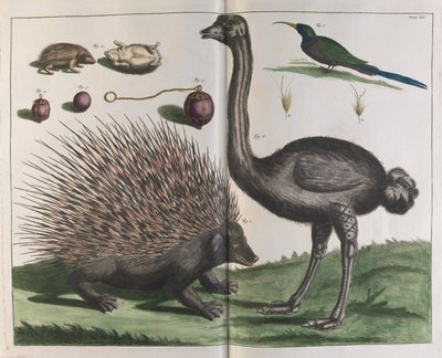 Hérisson de Malacca, Erinaceus malaccensis, et Autruche, Struthio carmelis - Albertus Seba