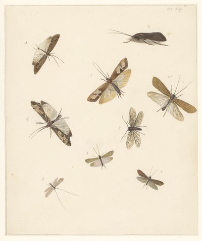 Feuille d
