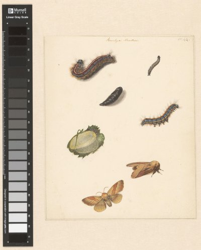 Feuille d