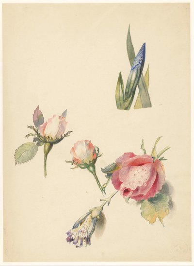 Feuille d