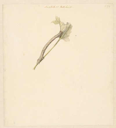 Feuille d