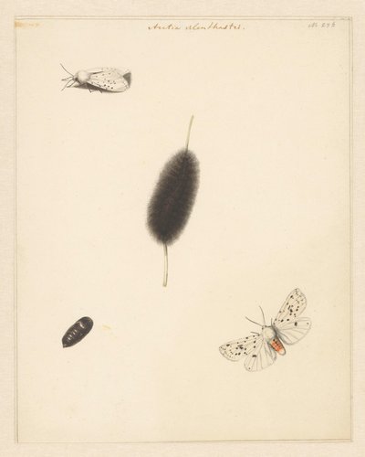 Feuille d