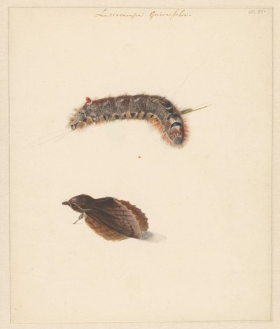 Feuille d