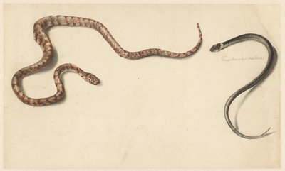 Deux serpents tropicaux - Albertus Steenbergen