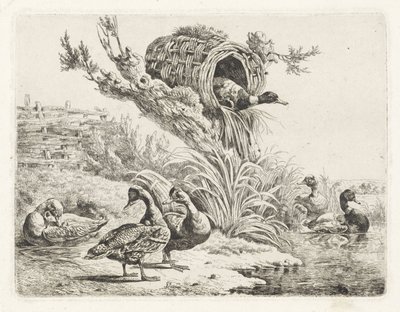 Canards au bord de l