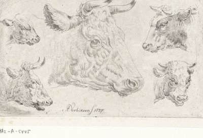 Cinq têtes de vaches - Albertus Verhoesen