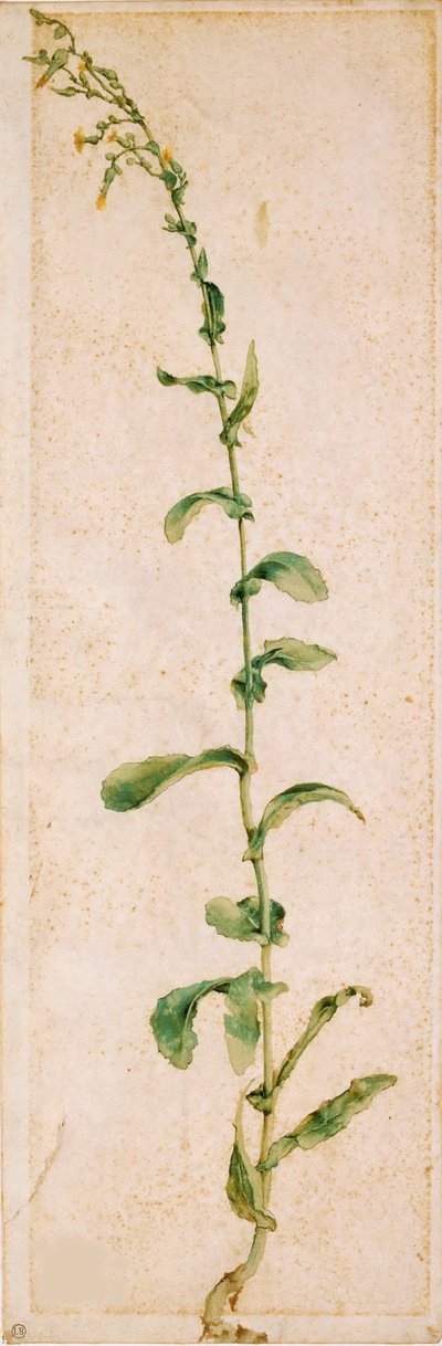 Une plante de tabac, premier quart du 16ème siècle - Albrecht Dürer