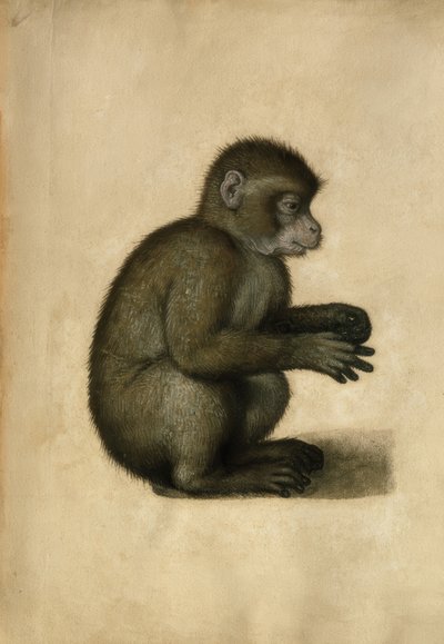 Singe - Albrecht Dürer
