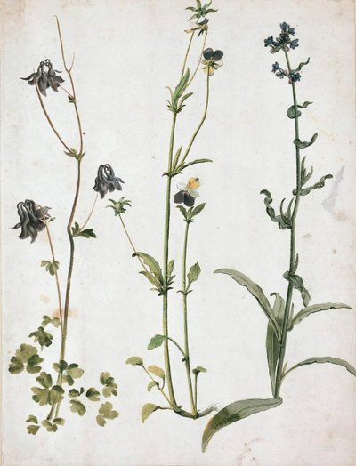 Akelei, Stiefmütterchen und Ochsenzunge, premier quart du 16e siècle - Albrecht Dürer