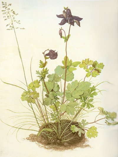 Albrecht D Ancolie - Albrecht Dürer
