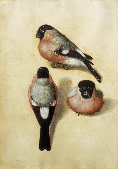 Oiseau en trois positions, 1520 - Albrecht Dürer
