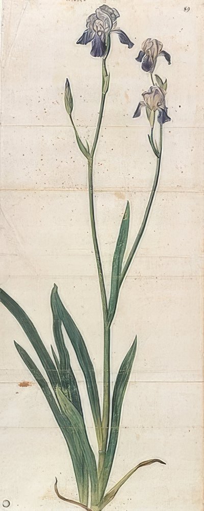 Iris germanica bleue - Albrecht Dürer