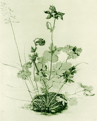 Colombine - Albrecht Dürer