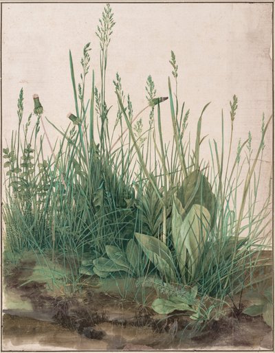 Le grand morceau de gazon - Albrecht Dürer