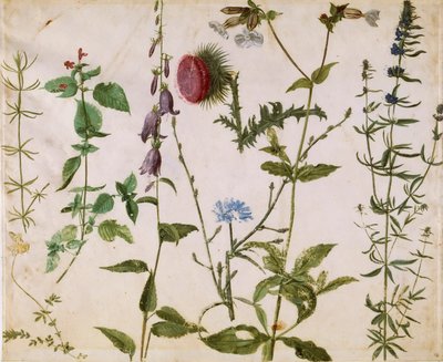 Huit études de fleurs sauvages, vers 1515-1520 - Albrecht Dürer